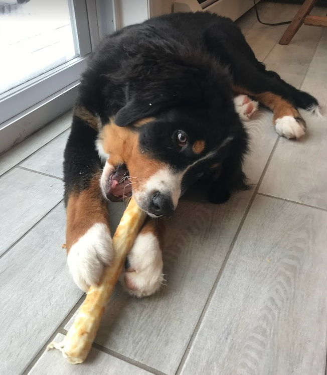 Bernese Mountain Dog puppy chewing on a long-lasting chew toy from a local grocer that tastes of venison