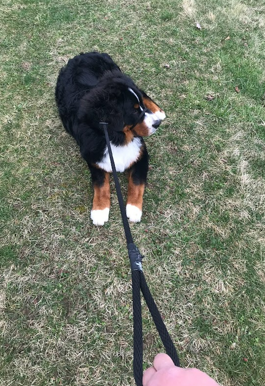 Bernese Mountain Dog avoiding walking on his leash and being obstinate.