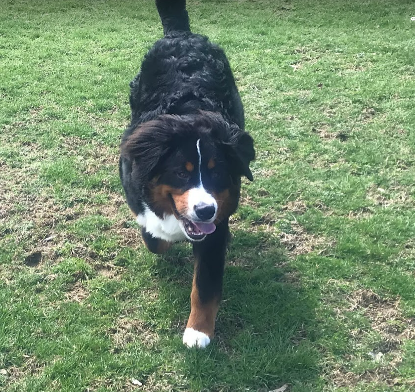 Bernese Mountain Dog puppy running through a baseball field.