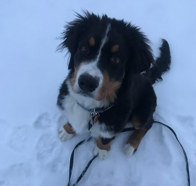 A young Bernese Mountain Dog, very seriously waiting for his chicken after a perfect recall in the snow.