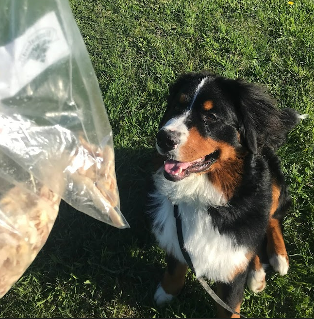 Bernese Mountain Dog puppy sitting and waiting for a piece of chicken as a treat.