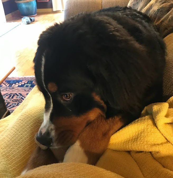 Bernese Mountain Dog puppy on the couch with his owner, chewing on a bone.