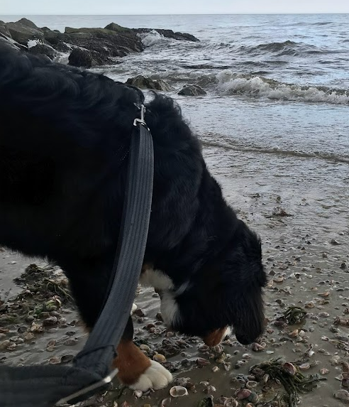 Bernese Mountain dog on a harness and leash sniffing shell that were washed up onto the beach.