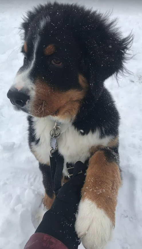 Bernese Mountain Dog puppy is holding his owner's hand with his paw in a snowbank.