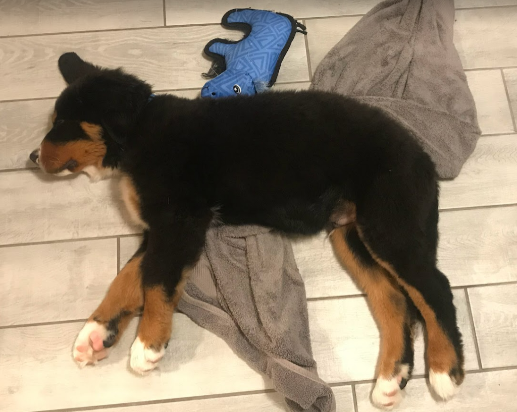 Bernese Mountain Dog puppy sleeping on top of his towel after being dried off.