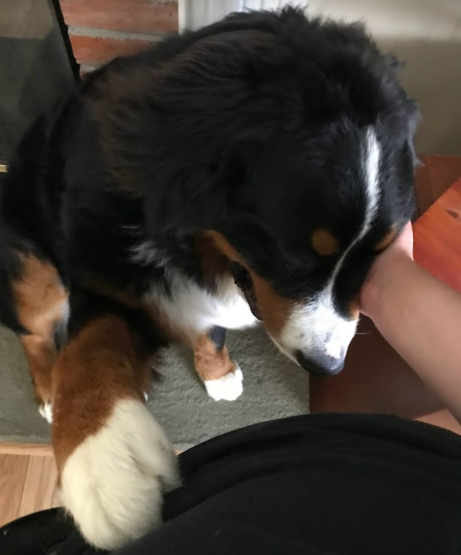 Bernese Mountain Dog wanting his head held and giving his owner his paw