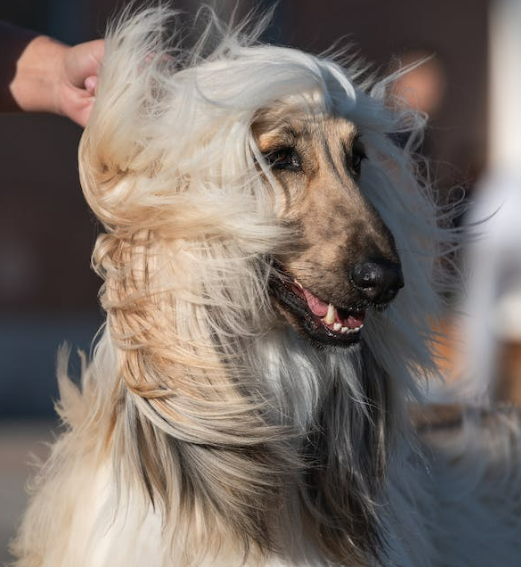 Afghan Hound with fur blowing in the wind.