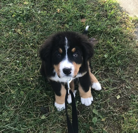 Bernese Mountain Dog puppy