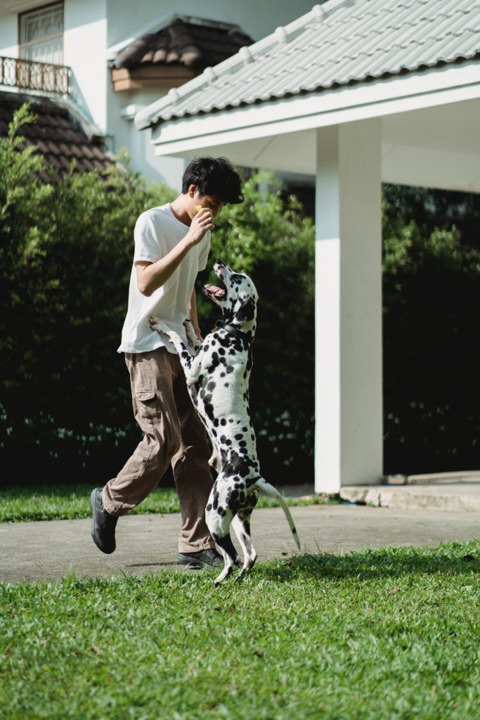 A Dalmation jumping up on his owner during play