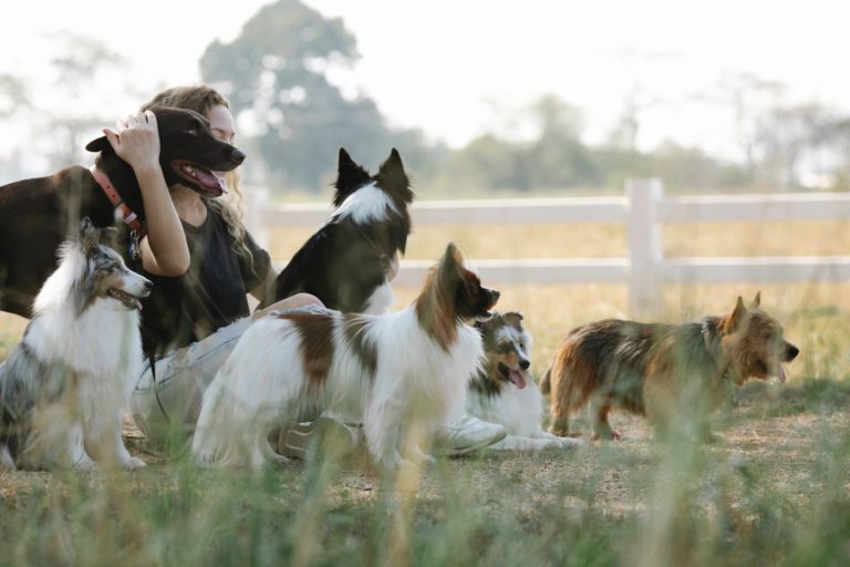 How to Learn about Dog Breeds from Actual Dog Owners