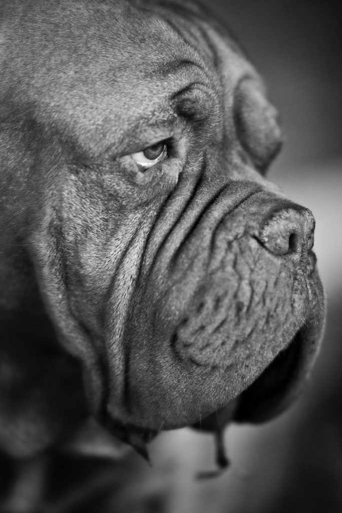 Photo of a bull dog