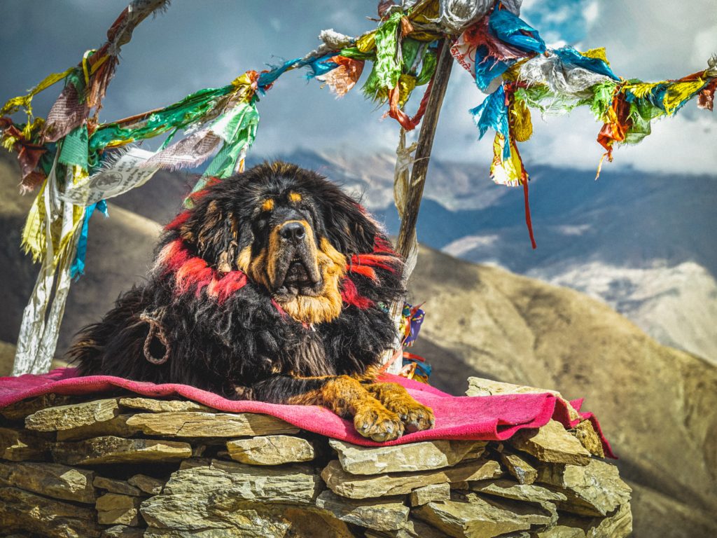 Very regal Tibetan Mastiff laying on a blanket