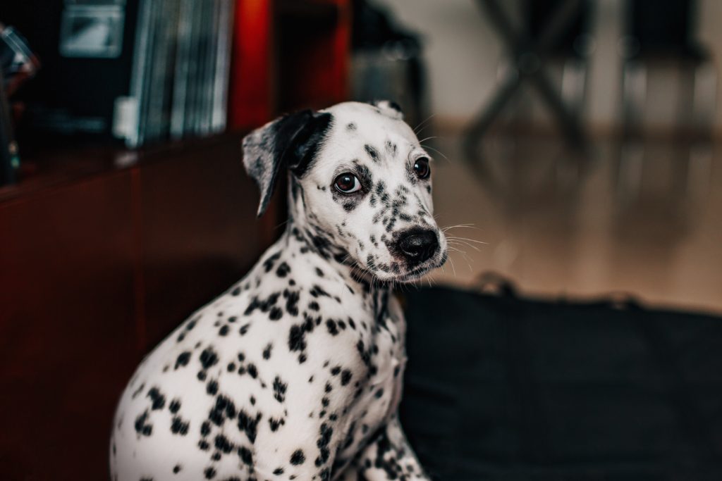 Dalmation puppy with ears back