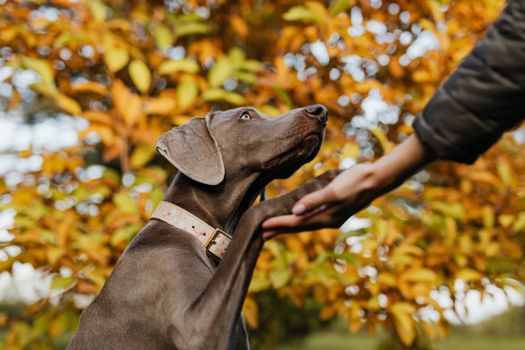 Dark brown or chocolate hunting dog is looking up at his owner on a Fall day and gives him a high five.