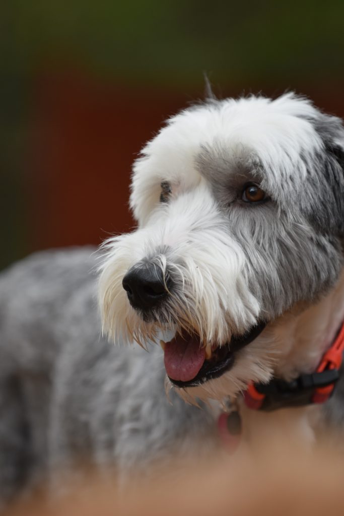 Old English Sheepdog with short hair