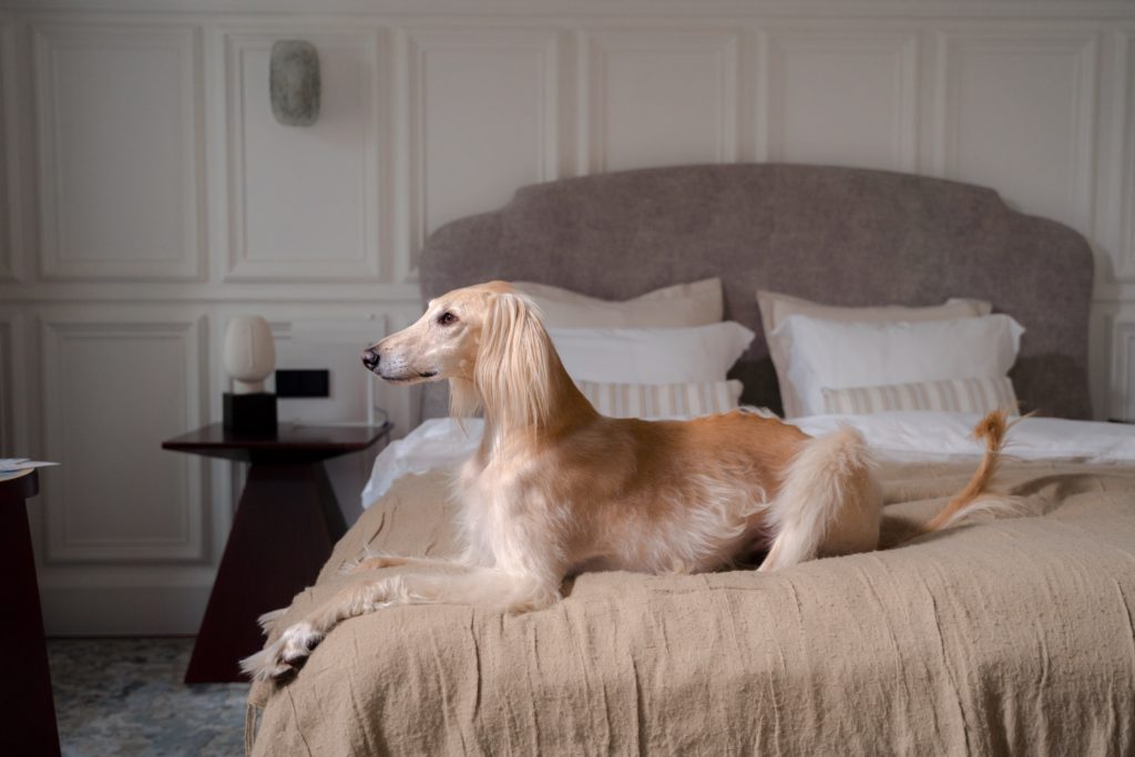 Long-haired Greyhound lounging on the bed.