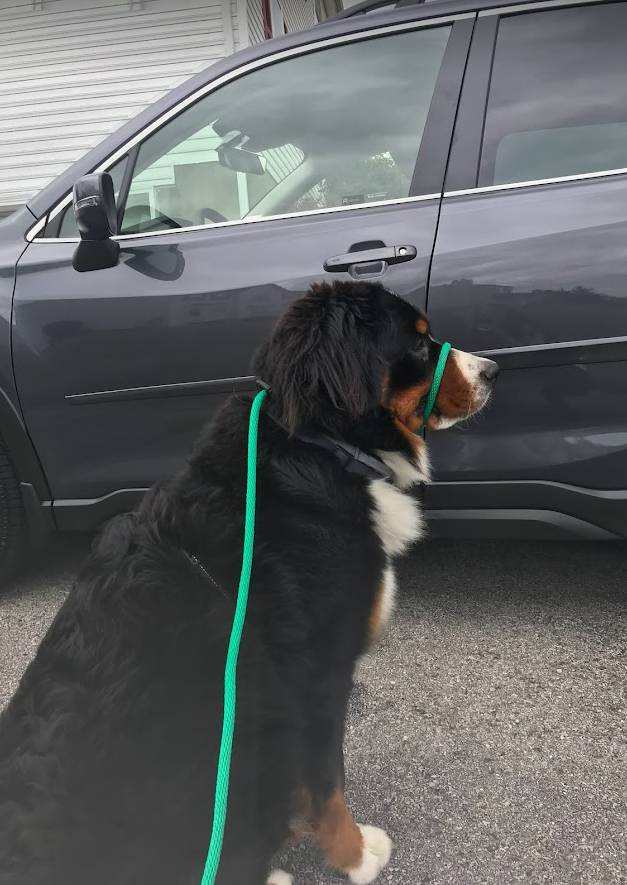 Bernese Mountain Dog sitting down wearing a green K9 sidekick transition leader head halter