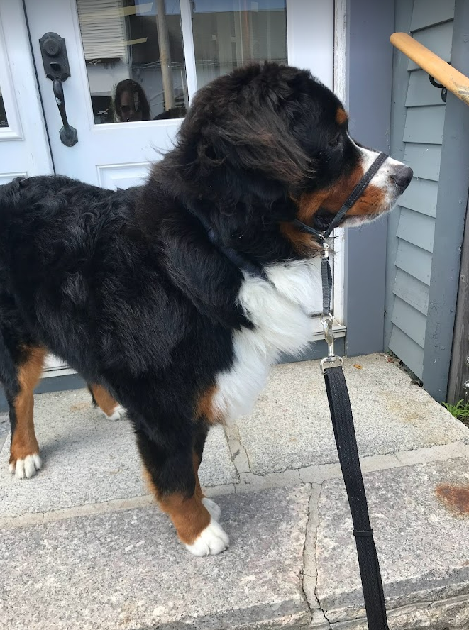 Bernese Mountain Dog wearing a Gentle Leader