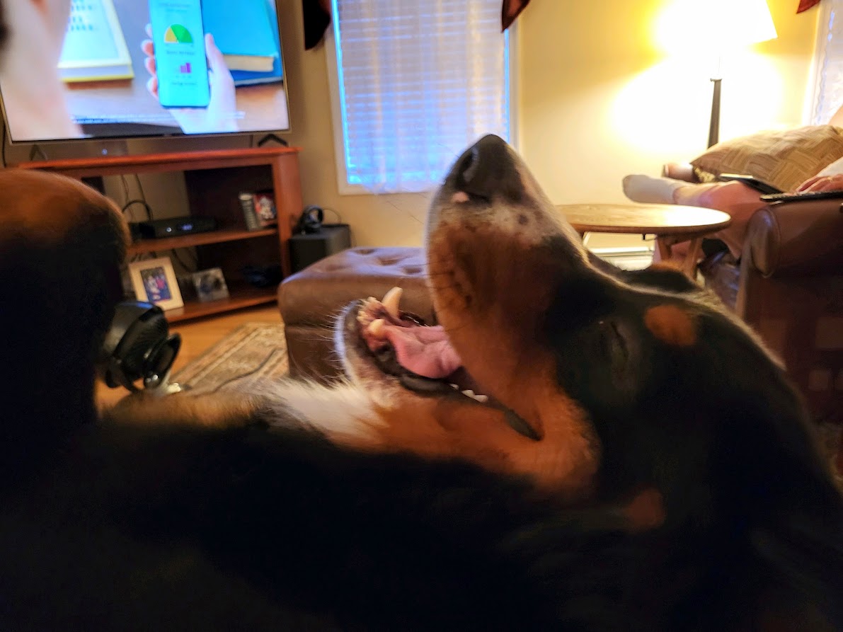 Bernese Mountain dog loving the attention on the couch during TV time