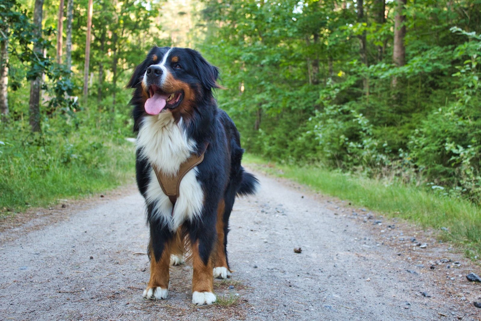 black and white coated dog walking on grass pathway. Bernese Mountain Dog with tongue hanging out on a hike.