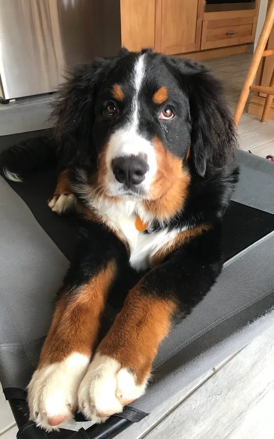 Bernese Mountain Dog puppy practicing Place command on his dog cot