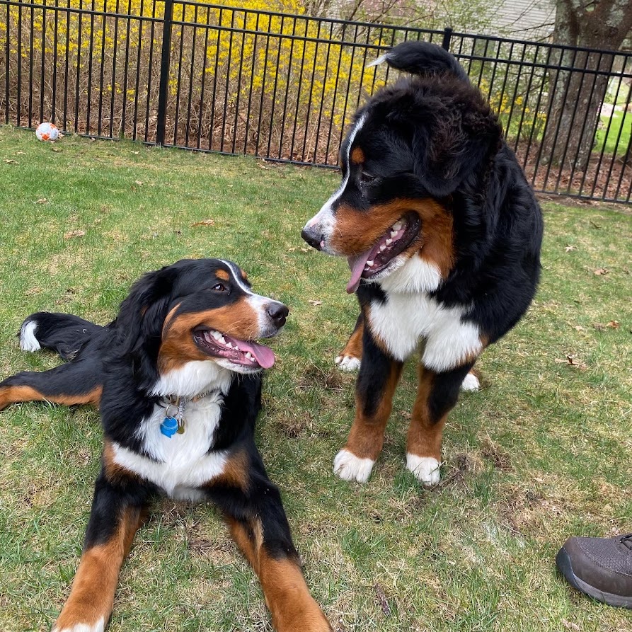 Two Bernese Mountain Dog littermates looking at each other after romping.