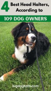 4 Best Head Halters According to 109 Dog Owners.  Bernese Mountain Dog wearing a head halter while laying down in the grass. 