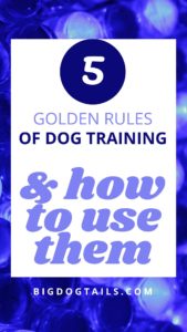 5 Golden Rules of Dog Training and how to use them.