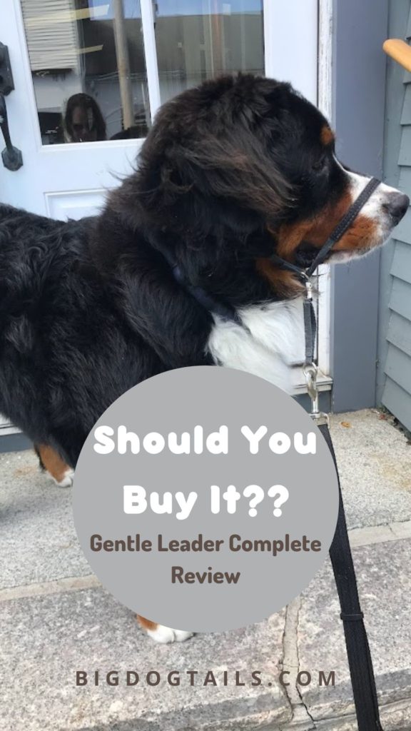 Should you buy the Gentle Leader head halter?  Picture of a Bernese Mountain Dog wearing the gentle leader.