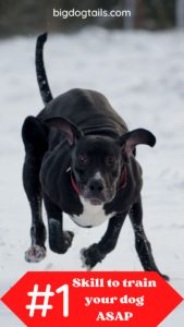 #1 Most Important Command to teach your dog with a picture of a dog sprinting through the snow.