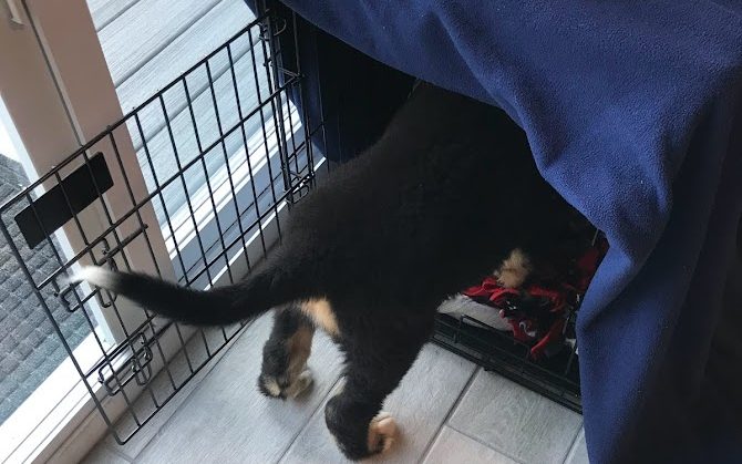 A very small puppy ventures into his crate for the first time to eat a meal.  The meal is towards the front of the crate.