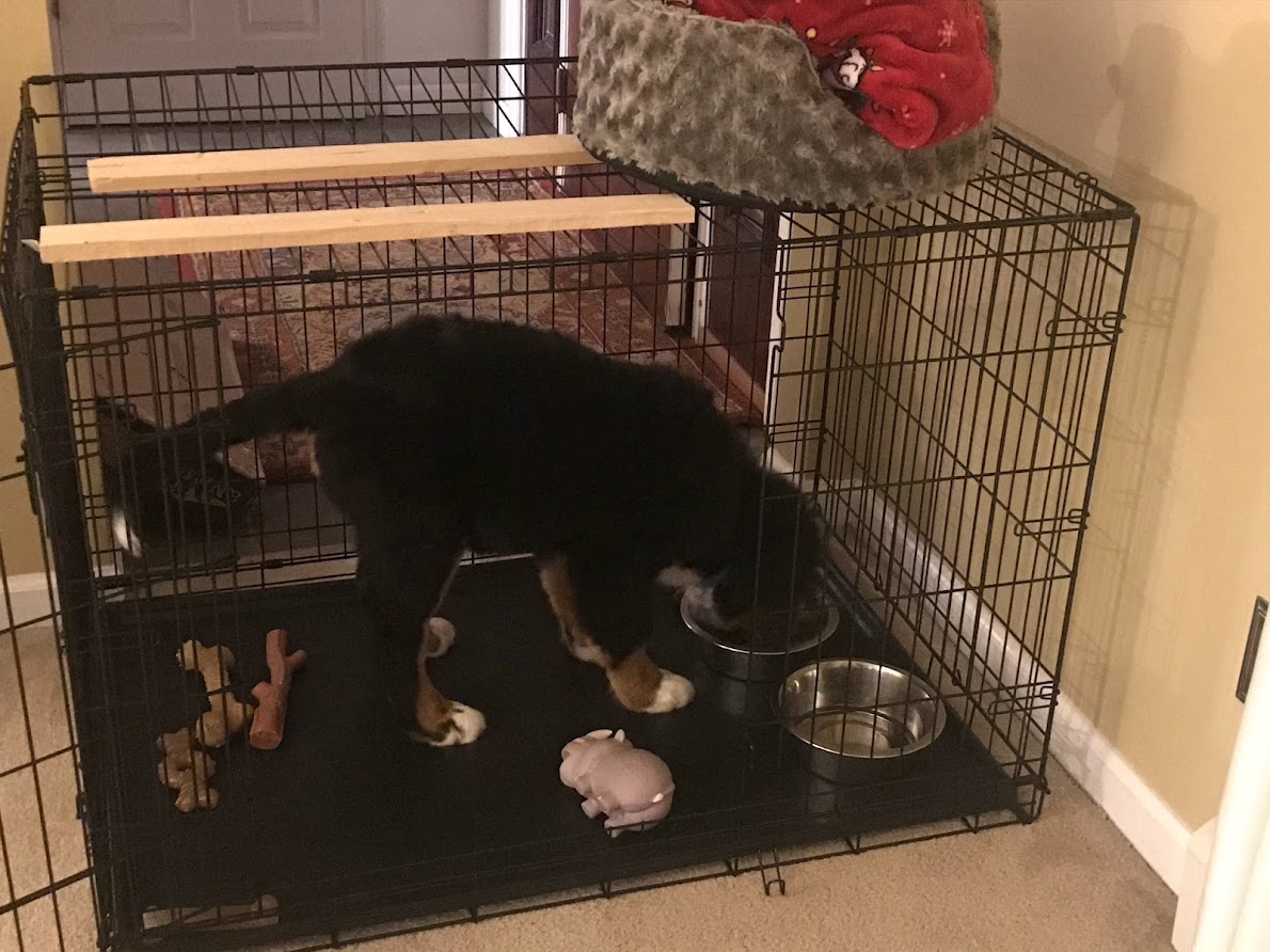 Crate training a Bernese Mountain Dog puppy by feeding him in his crate with the door open