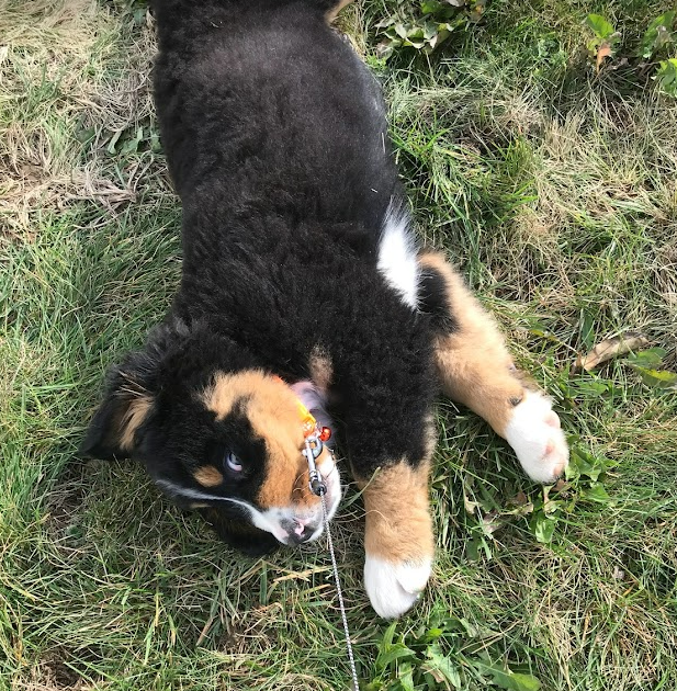 8 week old puppy out on his leash with his owner for the first time