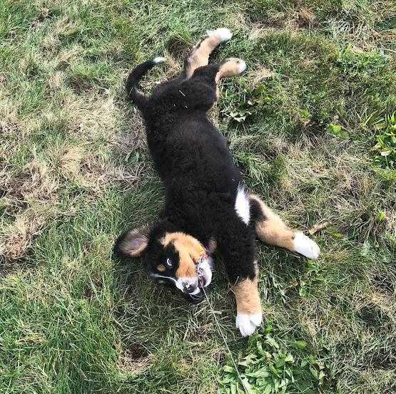 8 week old Bernese Mountain Dog puppy out with his new owner for the first time on his leash.