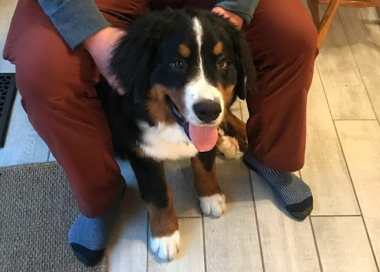 Bernese Mountain Dog getting pet by his human.  A bernese mountain dog massage.