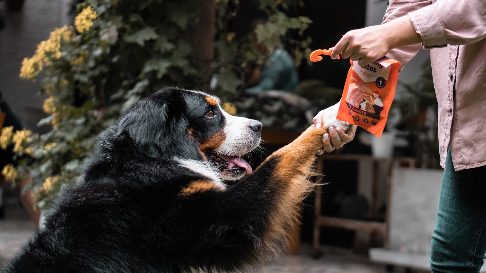 black and brown long coated dog drinking beer