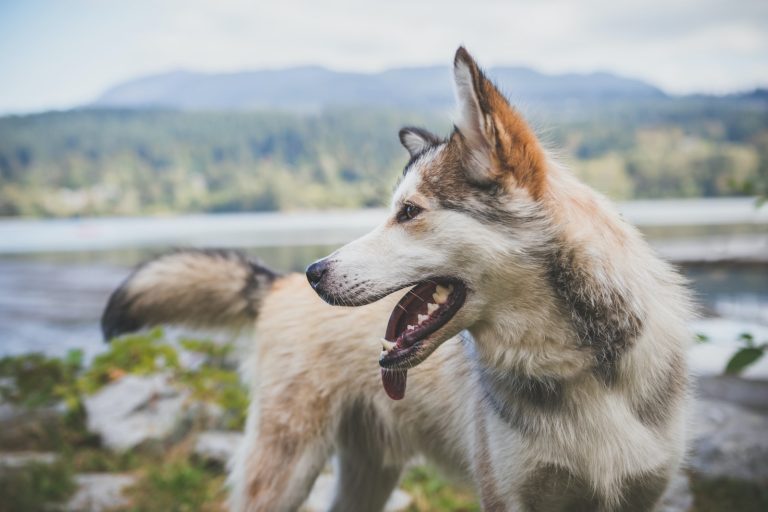 Standing on Command: Both for Obedience AND Trick Training