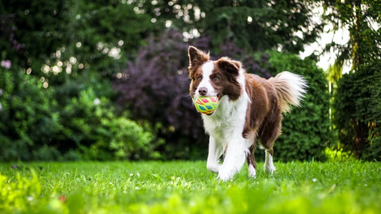 How to Condition Your Dog to a Marker