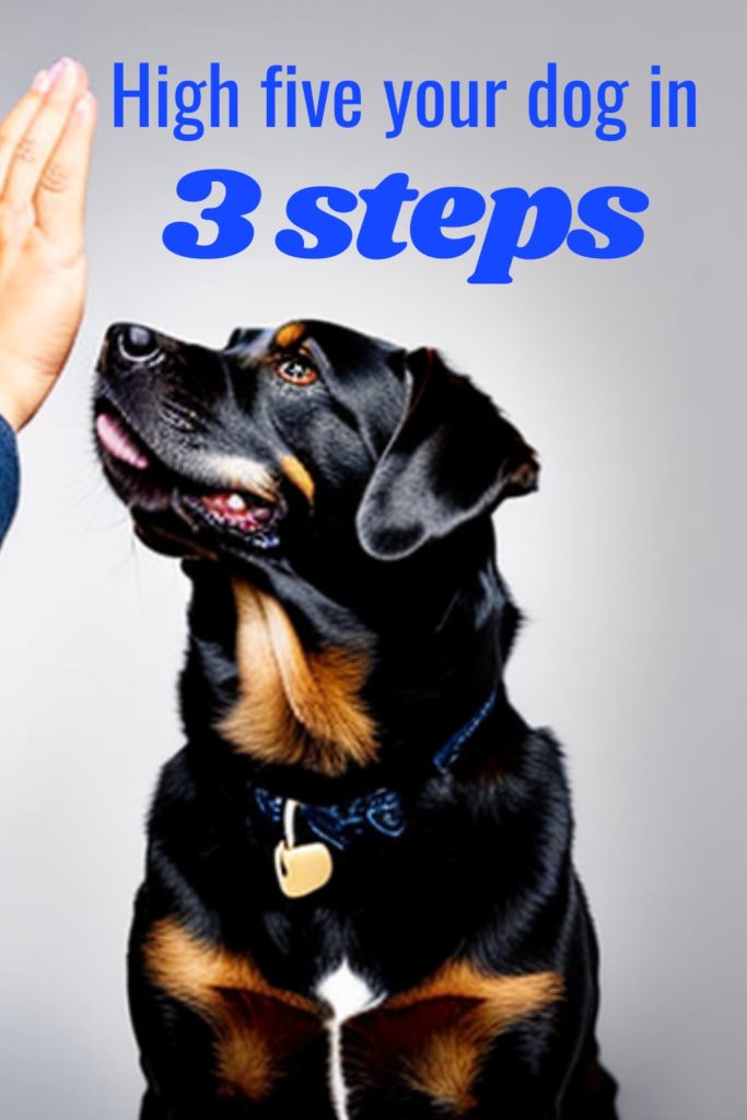 Adult dog looking at owner's hand not knowing what to do.  The text on the image says "High Five your dog in 3 Steps"