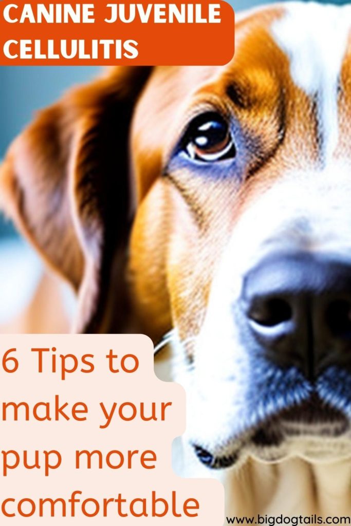 Sad looking dog looking forward.  You can see half his face.  Captions say Canine Juvenile Cellulitis: 6 Tips to make your pup more comfortable