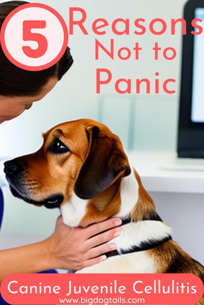 Dog looking up at a vet with very sad eyes during an appointment.  5 Reasons Not to Panic with Canine Juvenile Cellulitis