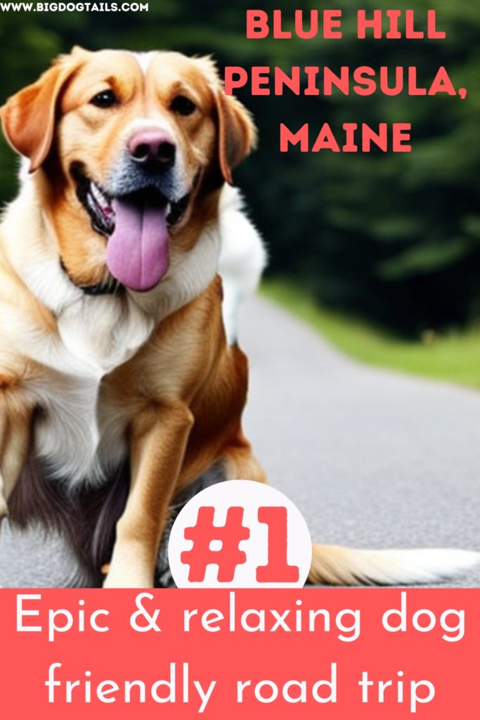 Golden Retriever sitting in the middle of the road.  Blue Hill Peninsula, Maine: #1 Epic & relaxing dog friendly road trip.