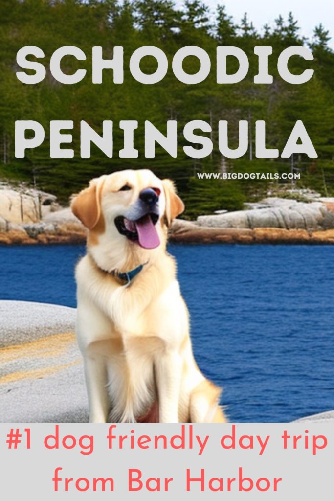 Golden Retriever sitting along the rocky coastline of Maine in Schoodic Peninsula with a big smile on his face.  Schoodic Peninsula: #1 dog friendly day trip from Bar Harbor.