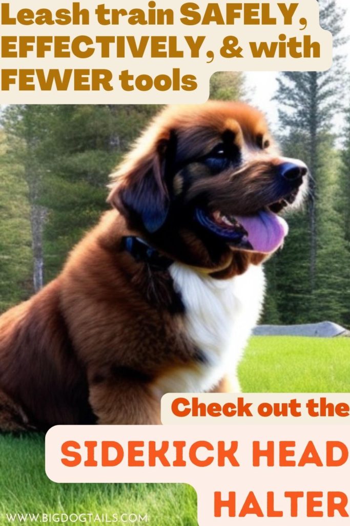 Large Breed, fluffy puppy sitting in the grass panting in the woods.  Leash Train SAFELY, EFFECTIVELY, & with FEWER tools.  Check out the Sidekick Head Halter.