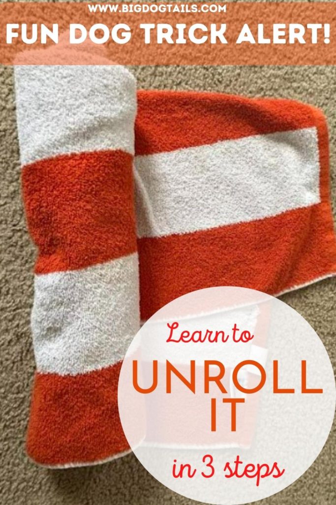 Fun dog trick alert: Learn to Unroll it in 3 steps.  Towel on the floor rolled up.  