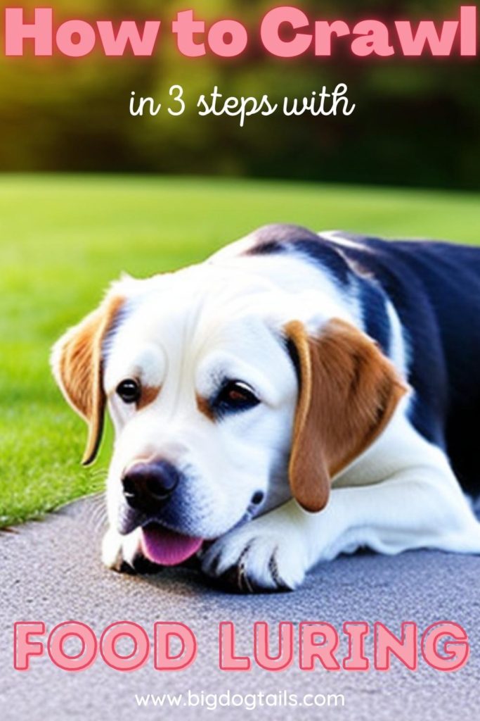 Dog Learning How to Crawl, a novice and intermediate dog trick.