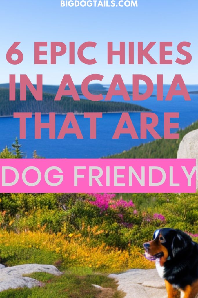 A cute Bernese Mountain Dog hiking through Acadia National Park.  Pinterest Pin saying 6 Epic Dog Friendly Hikes in Acadia.