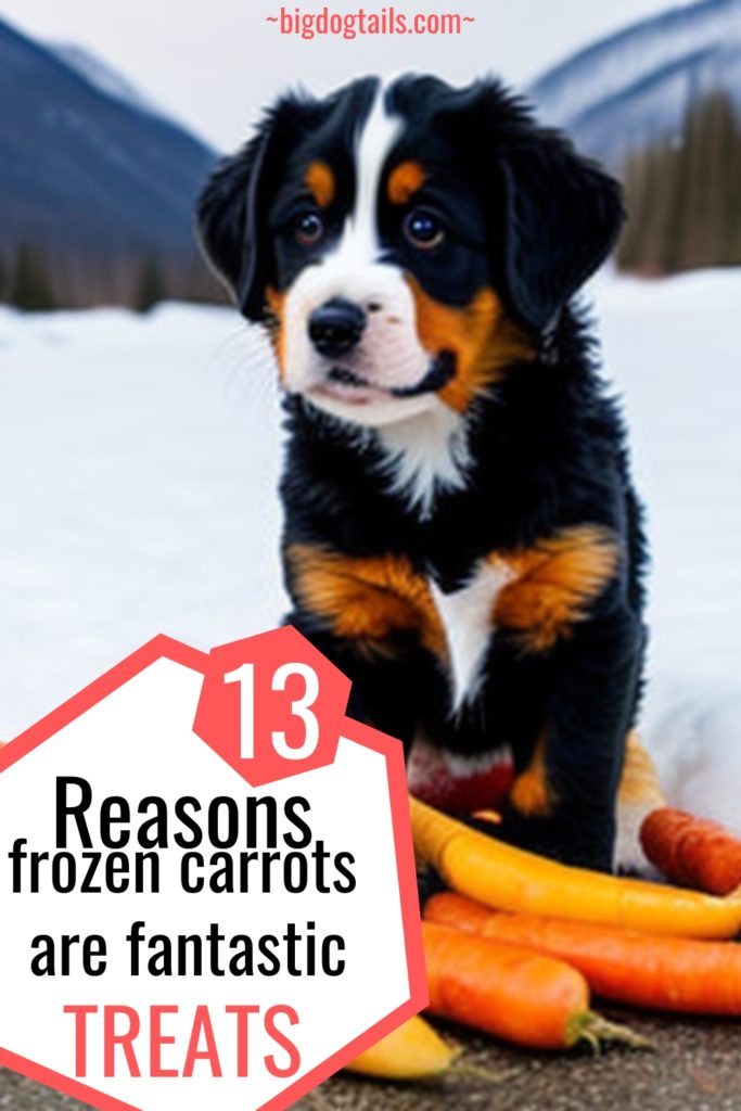 Bernese Mountain Dog puppy sitting in front of a bunch of carrots in the snow.  He has puppy dog eyes.  13 Reasons frozen carrots are fantastic treats.