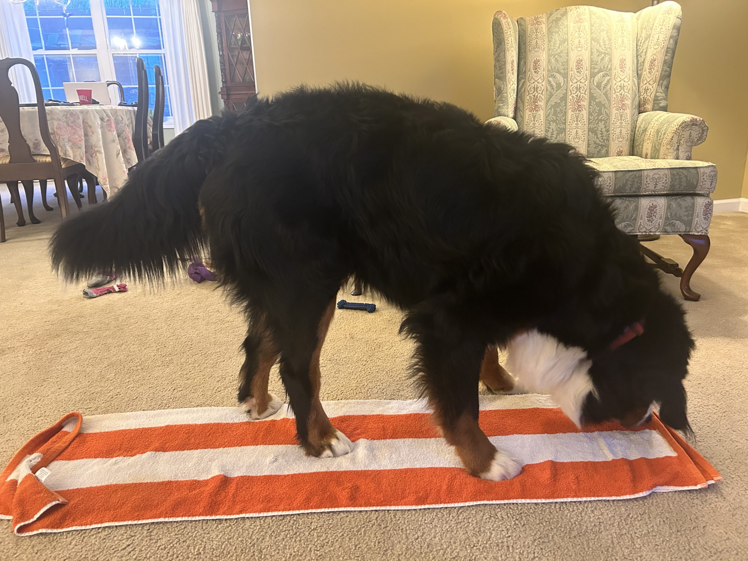 Bernese Mountain dog unrolling a towel and eating kibble