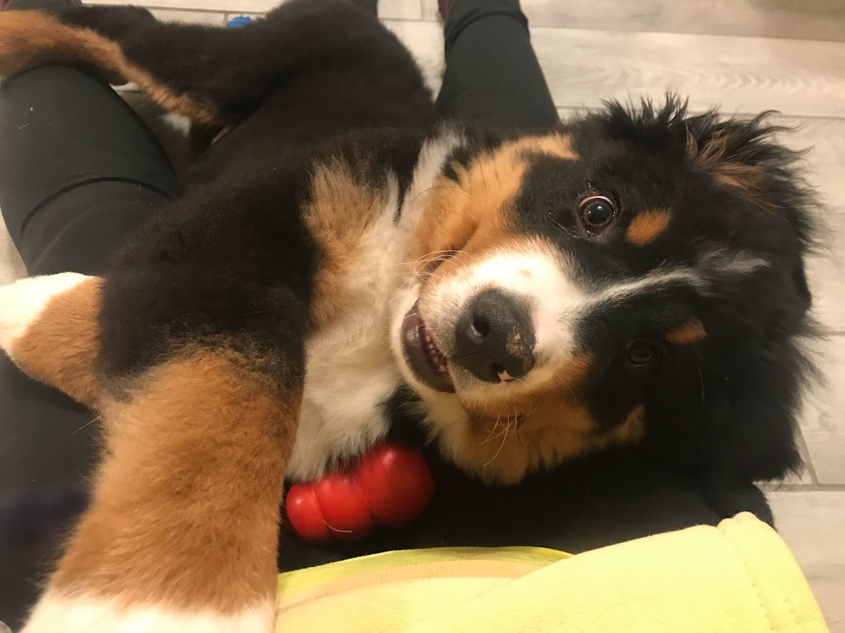 Bernese Mountain Dog puppy laying in a person's lap and being playful